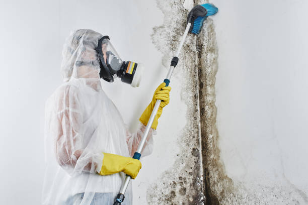 Best Certified Mold Removal  in Munsons Corners, NY