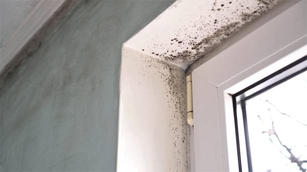 Best Mold Remediation Experts  in Munsons Corners, NY