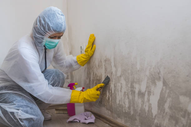 Mold Removal Process in Munsons Corners, NY