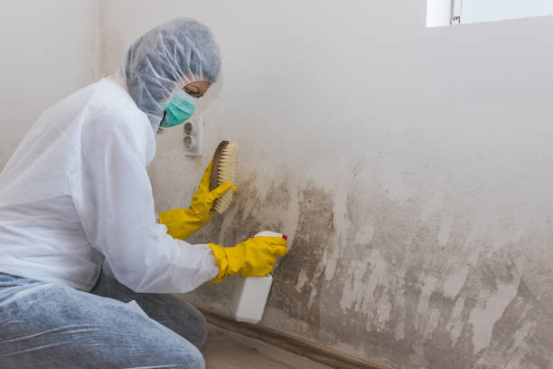 Attic Mold Removal in Munsons Corners, NY