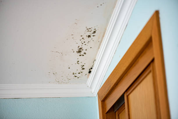 Best Mold Removal Process  in Munsons Corners, NY