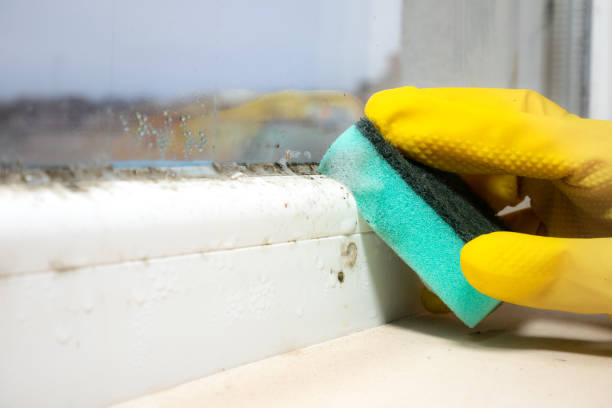 Best Mold Removal and Inspection  in Munsons Corners, NY