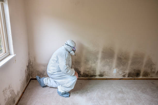 Best Mold Remediation Services  in Munsons Corners, NY