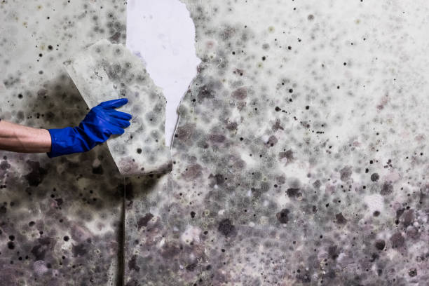 Office Mold Removal Services in Munsons Corners, NY