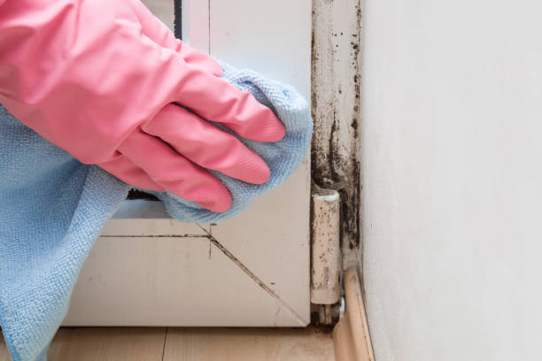 Best Mold Cleaning Services  in Munsons Corners, NY