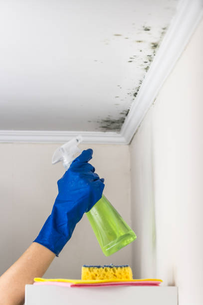 Best Fast Mold Removal  in Munsons Corners, NY